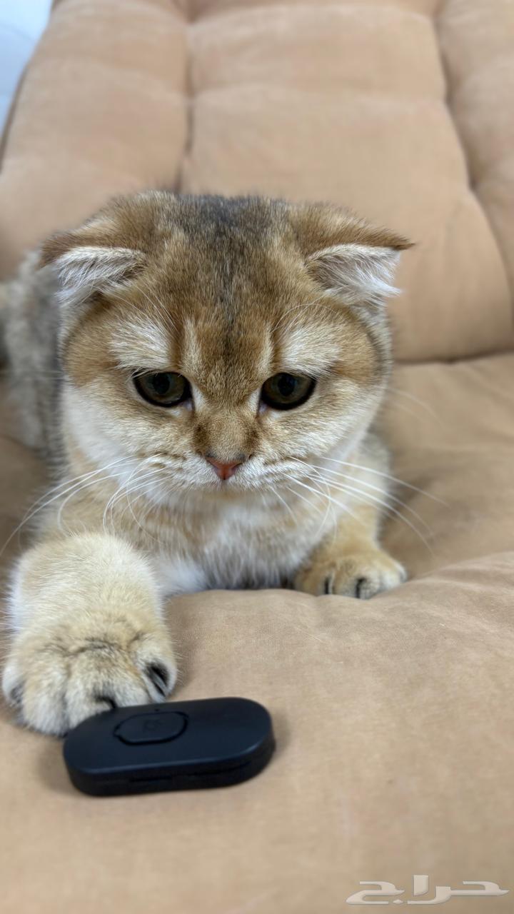 قط سكوتش منشيكن للبيع64502955037698110