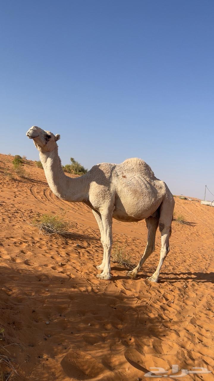 A pregnant she-camel, 8 months along, mother of Rabea64504255571587110