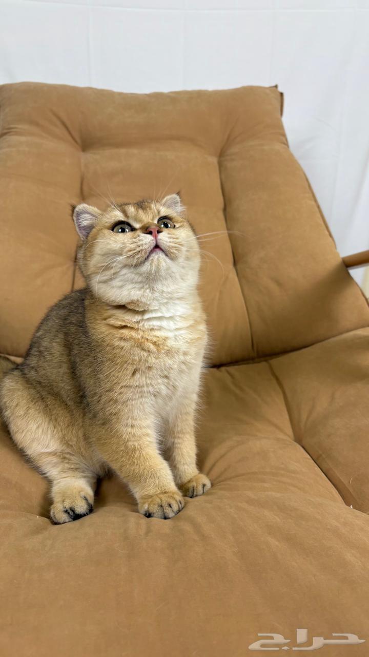 قط سكوتش منشيكن للبيع64502955037698111
