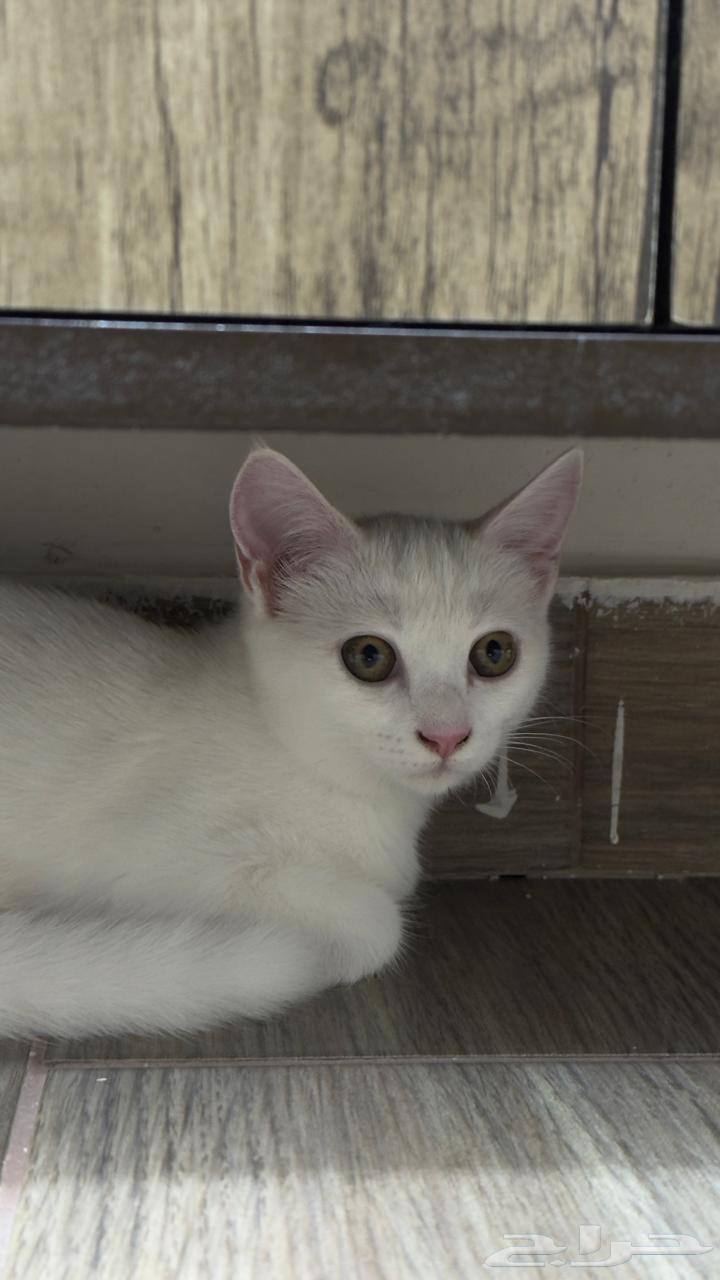 قطط للبيع64507304953601110