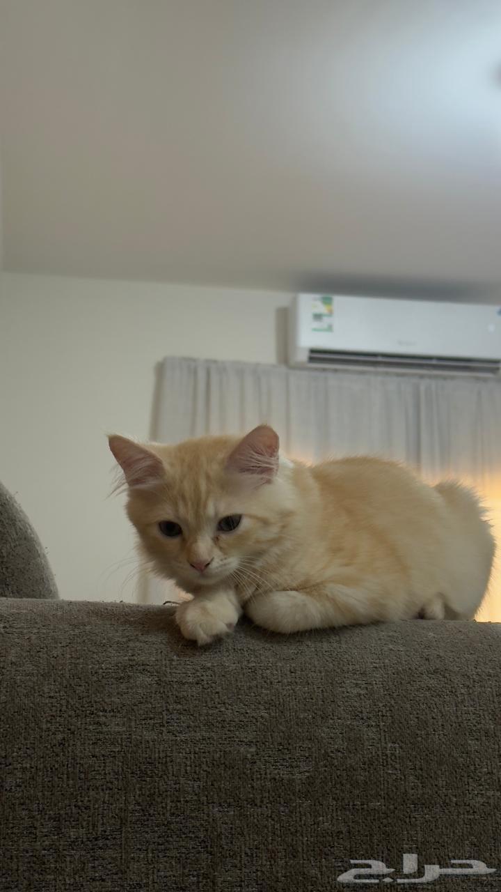 قطط للبيع64507304953601111