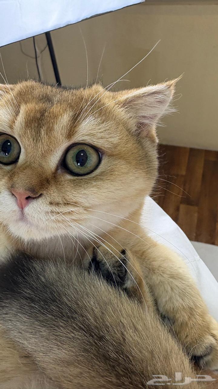 قط سكوتش منشيكن للبيع64502955037698112