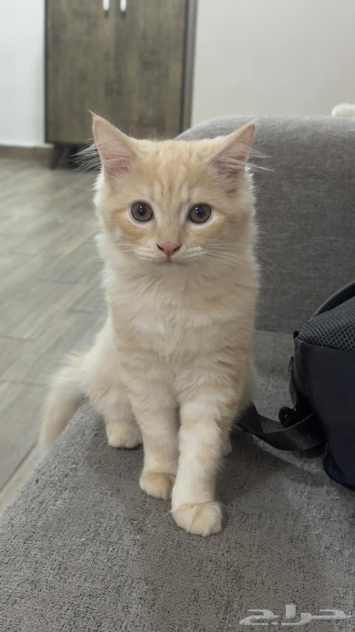 قطط للبيع64507304953601113