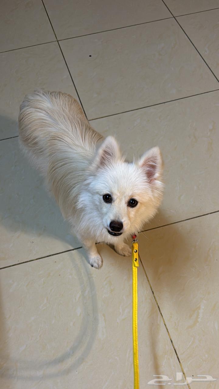 كلب للبيع مستعجل64503199916290113