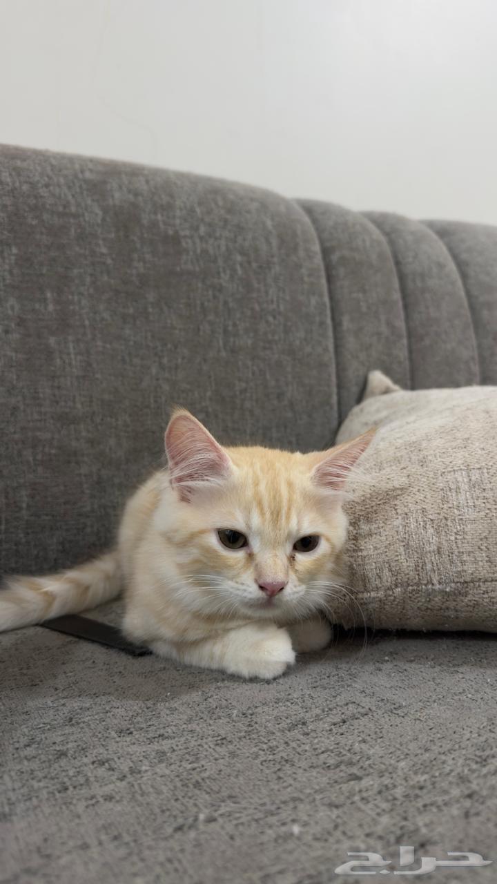 قطط للبيع64507304953601114