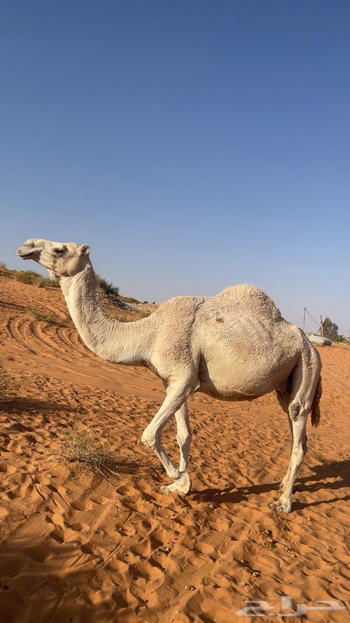 A pregnant she-camel, 8 months along, mother of Rabea64504255571587111