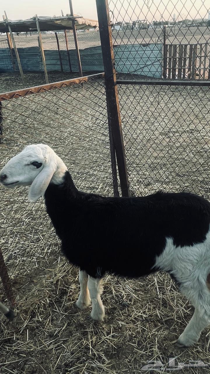 رخل للبيع64505370870657110