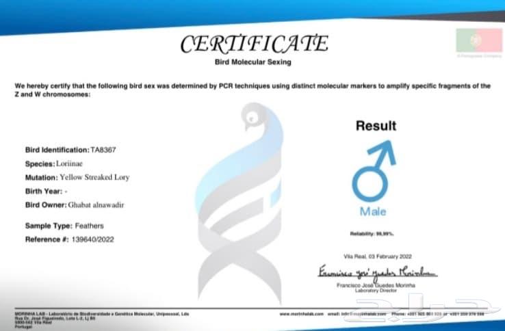 زوج لوري يلو ستريك ((للأهل الانتاج))64507598898434114