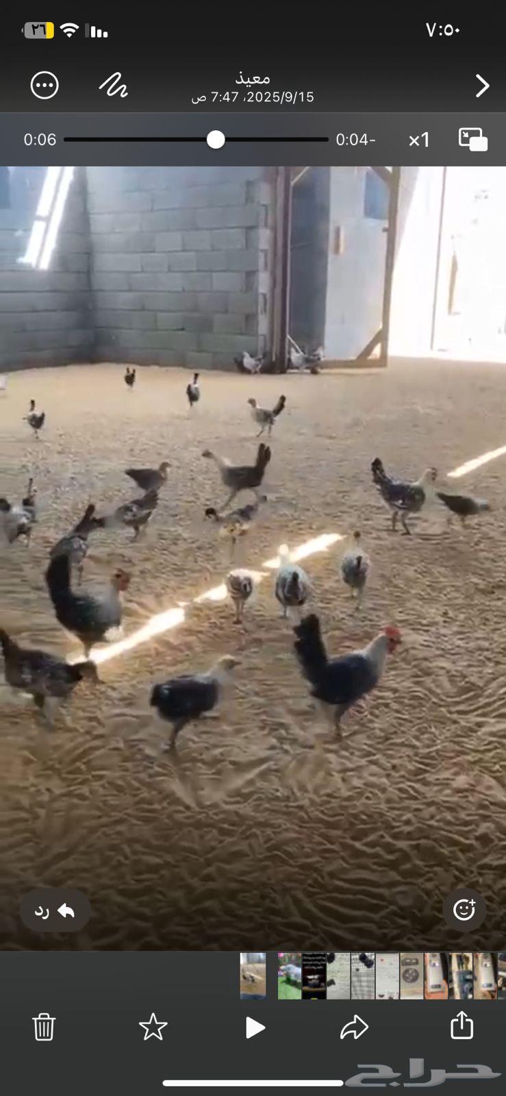 دجاج فيومي العمر من 5-6 شهور64502323079170110