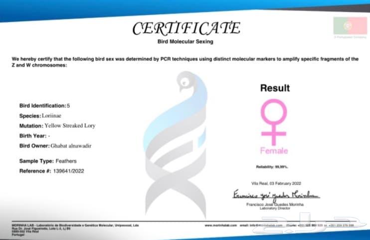 زوج لوري يلو ستريك ((للأهل الانتاج))64507598898434113