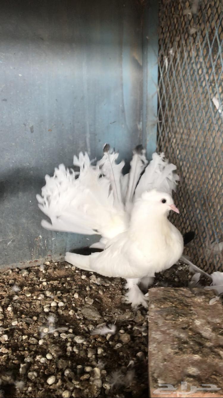 ( تم البيع ) للبيع طبه رقاص امريكي64510775176705110