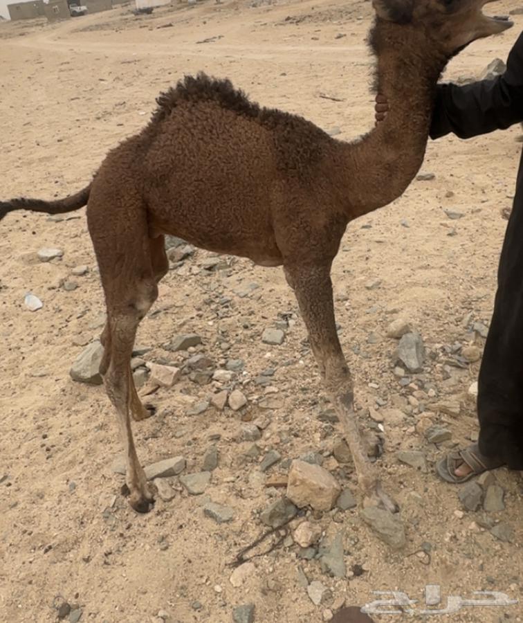 قعود احمر للبيع64508005639425110