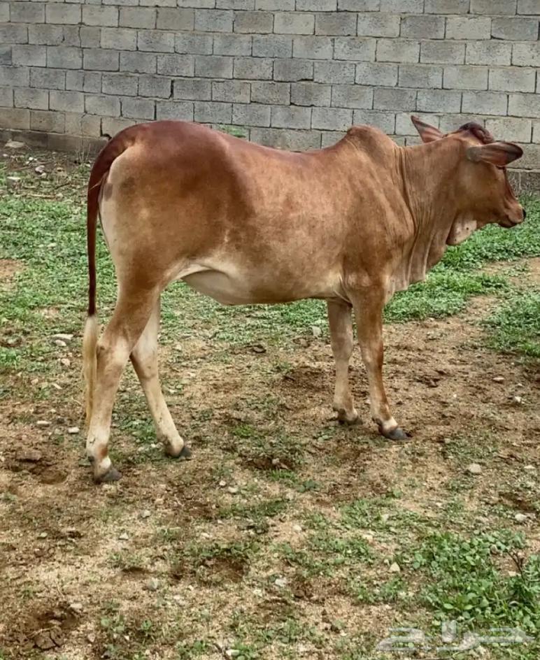 خبشه للبيع64508019266947111