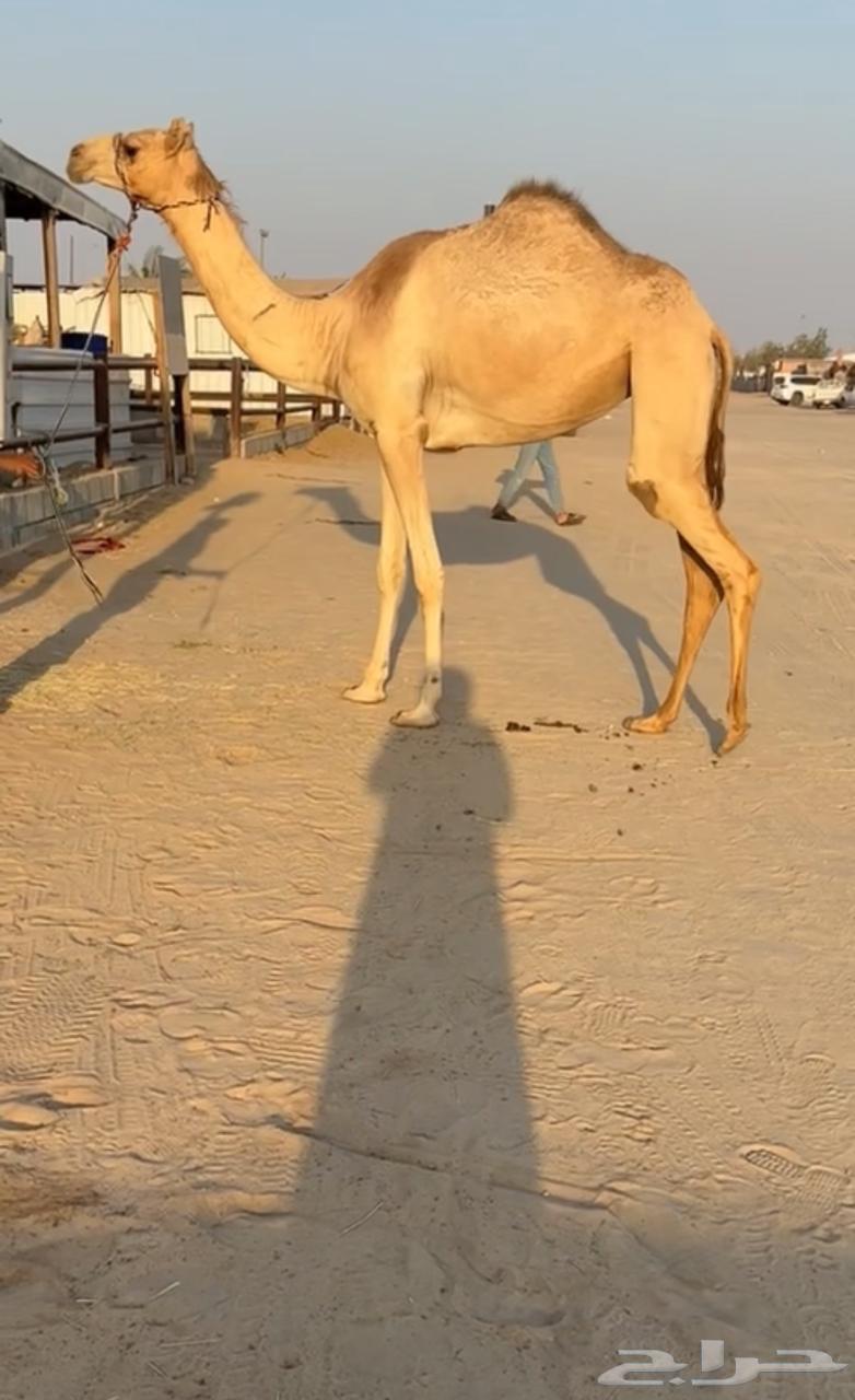 بكره كفو بنت جلمود بن شفيان هجن64510182358659110