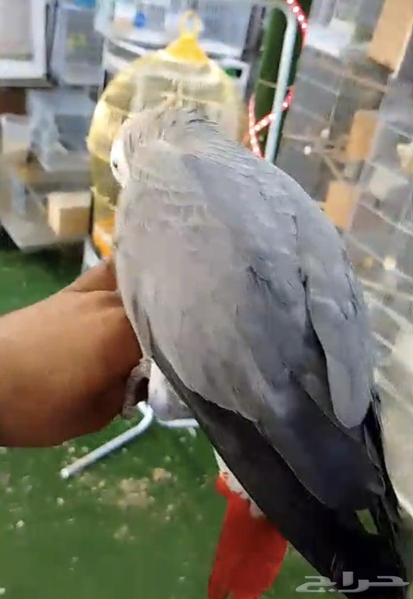 للبيع فرخ كاسكو اليف جدا64504351967363111