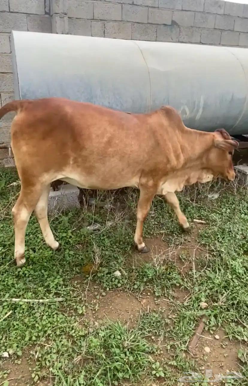 خبشه للبيع64508019266947110