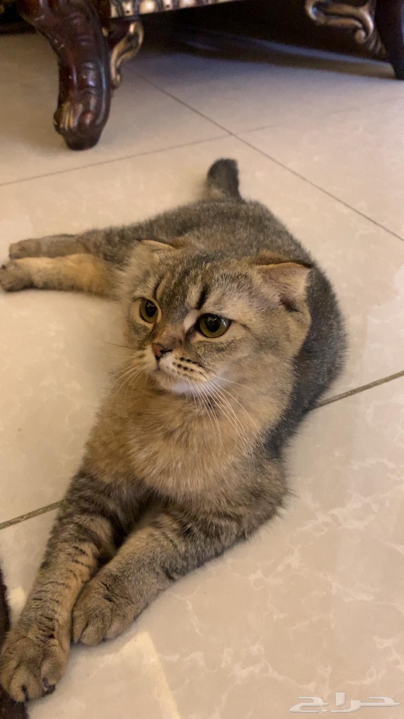 Am Scotch Fold64509152128515111