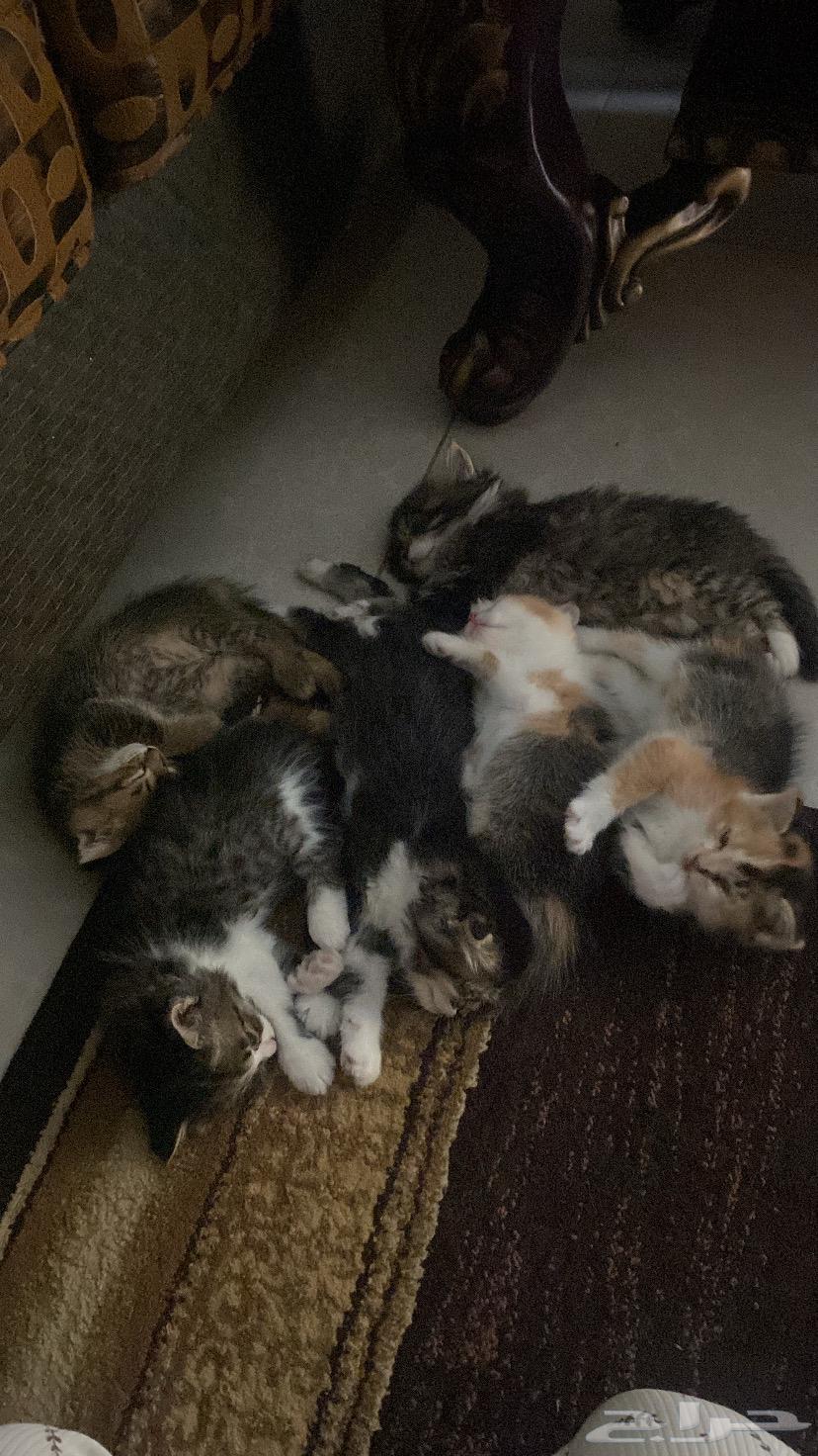 Am Scotch Fold64509152128515114