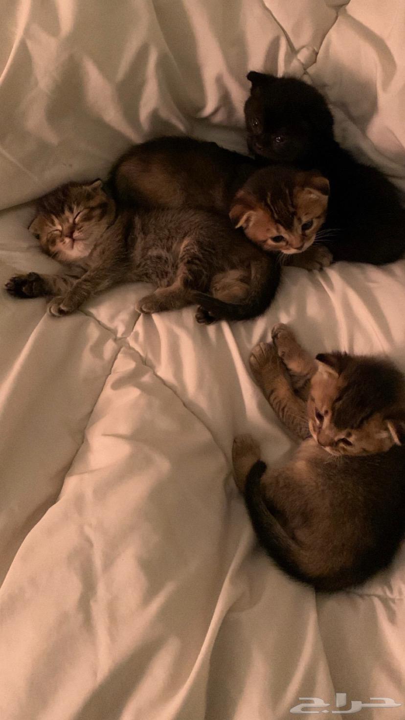 Am Scotch Fold64509152128515112