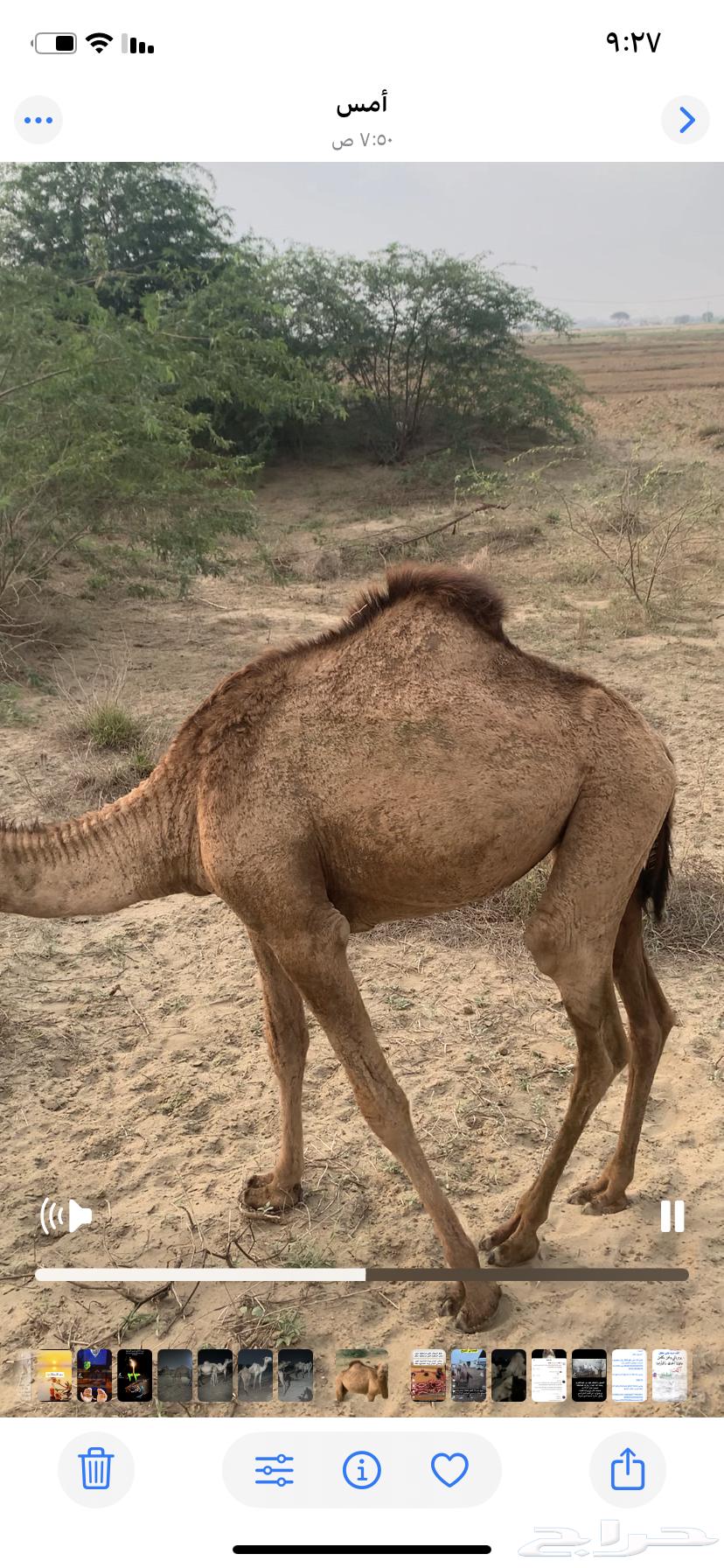 بكره ساحليه للبيع64509714908802112