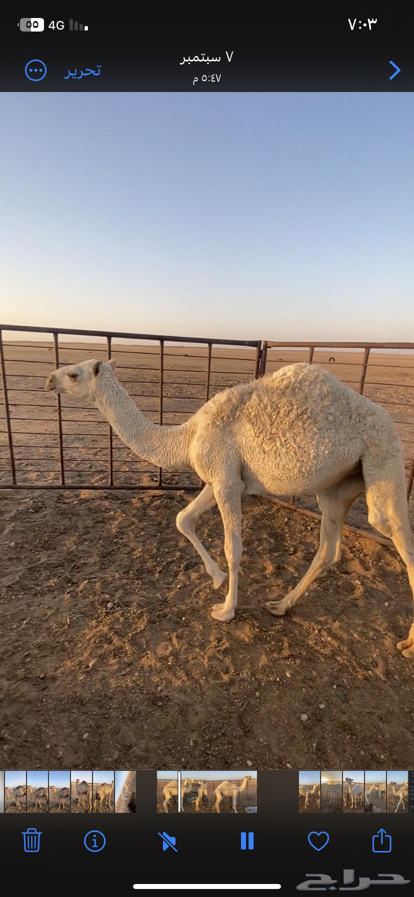 حشو للبيع64508452994178114