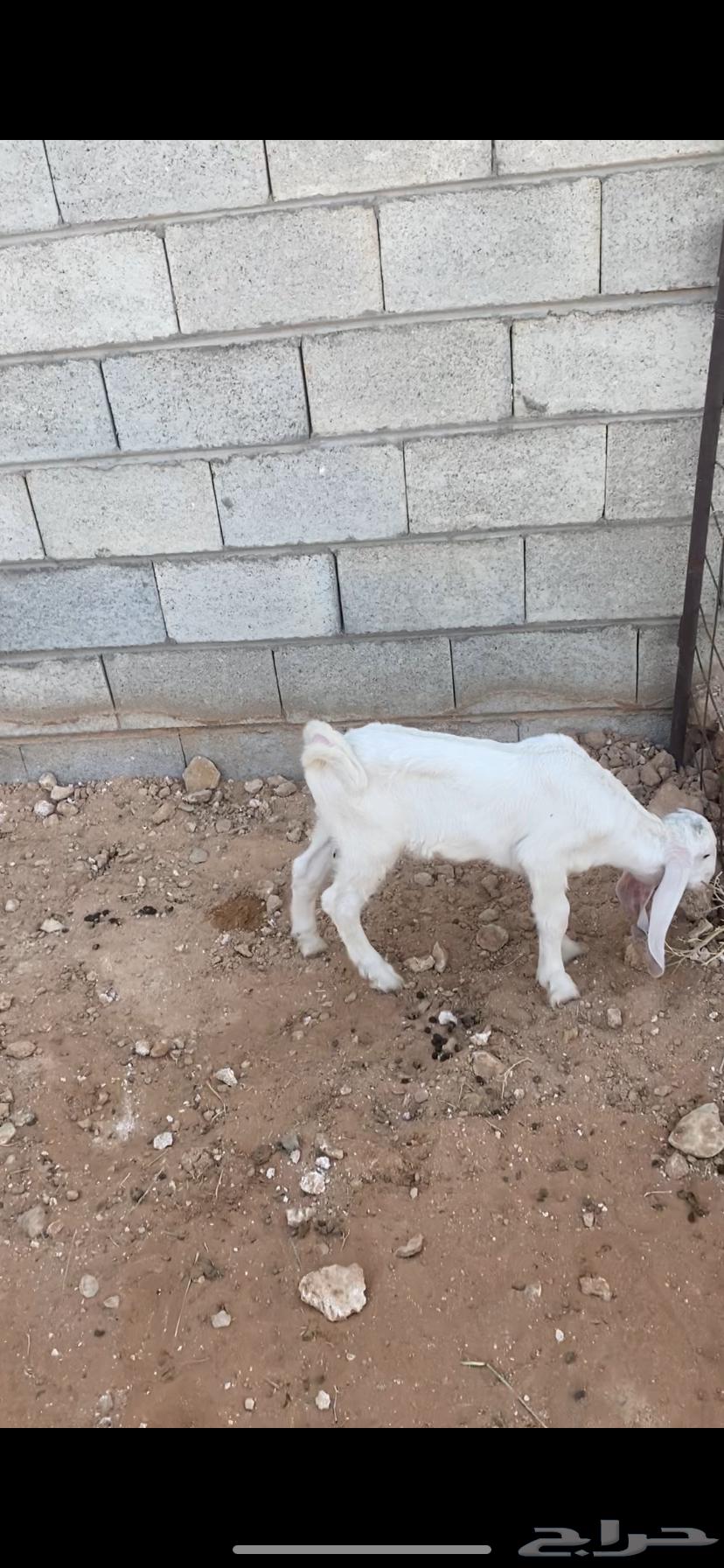 Goat with follower64507795818881110