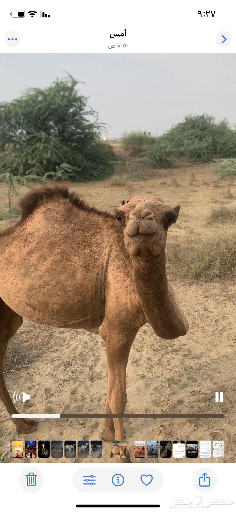 بكره ساحليه للبيع64509714908802114