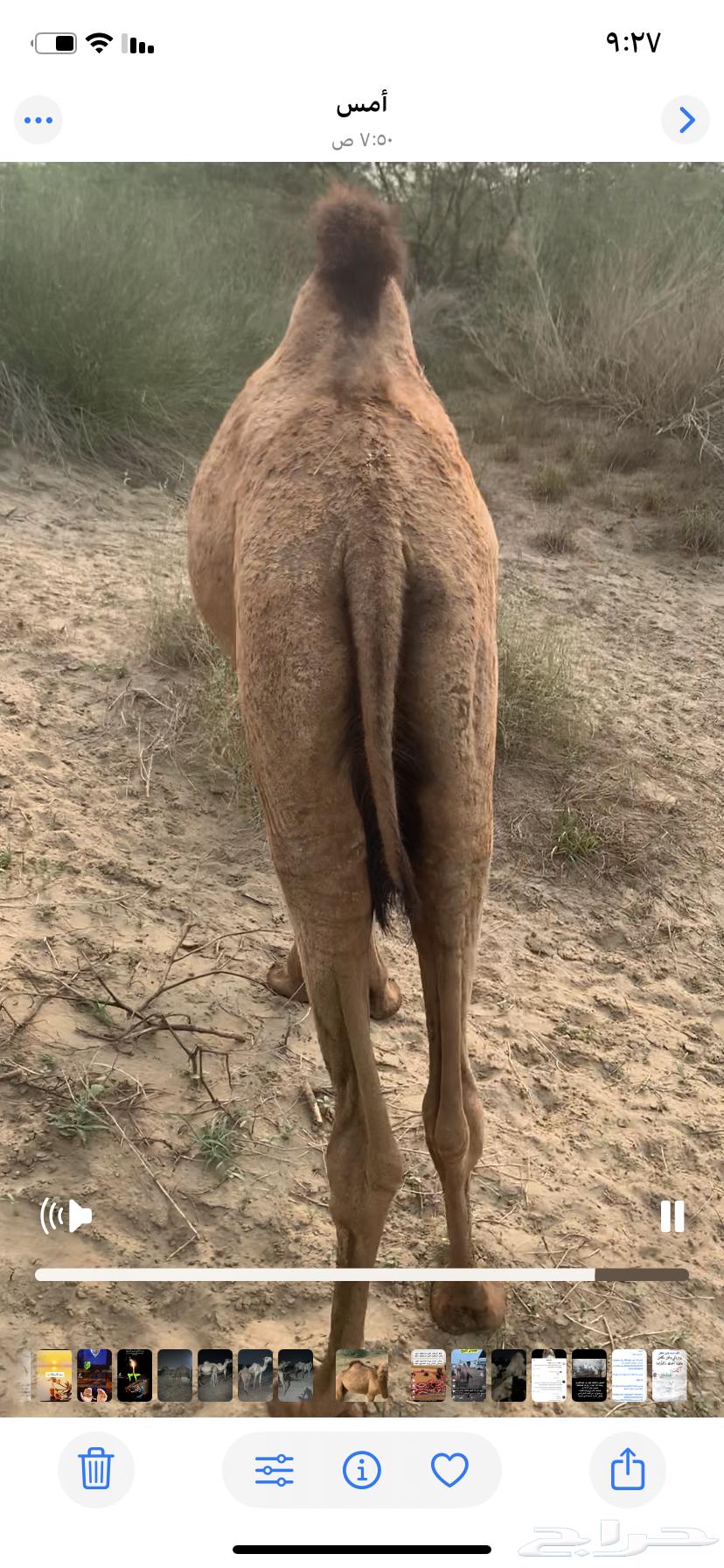 بكره ساحليه للبيع64509714908802111