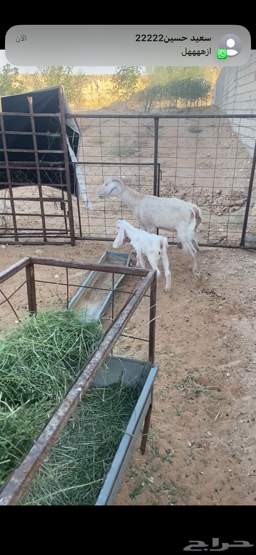 Goat with follower64507795818881112