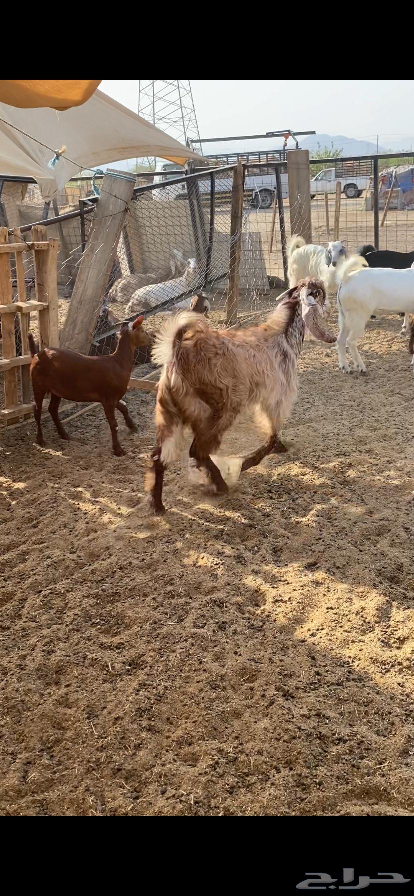 Clean goats with fat64504119181569110