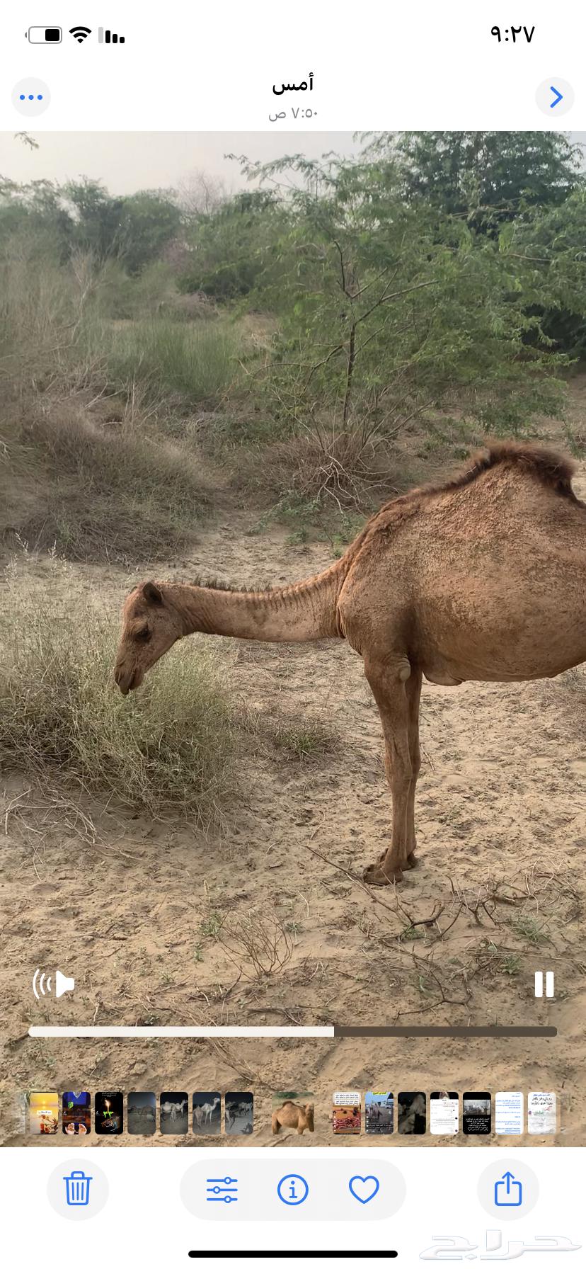 بكره ساحليه للبيع64509714908802113