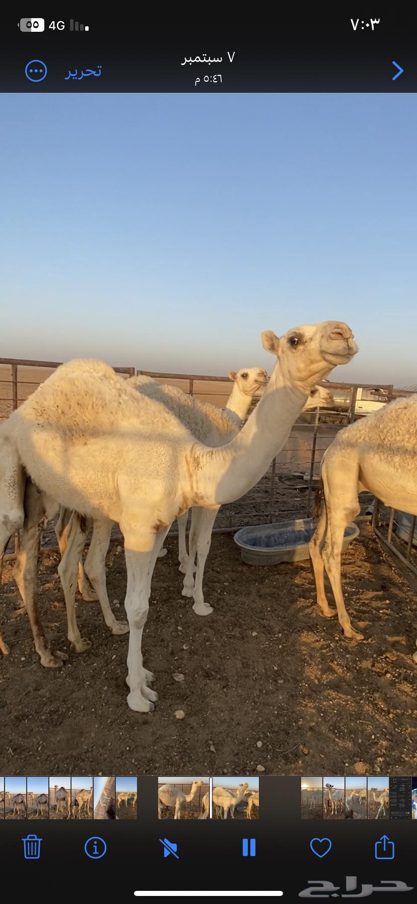 حشو للبيع64508452994178112