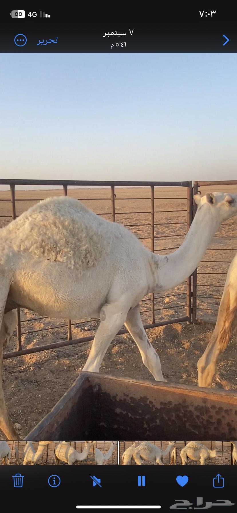 حشو للبيع64508452994178110