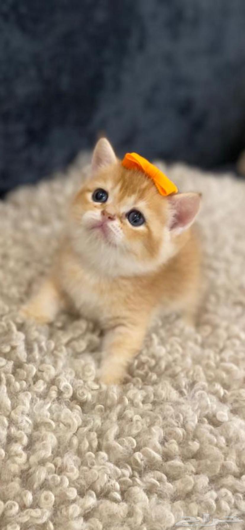 Scotch Gold64509998486019110