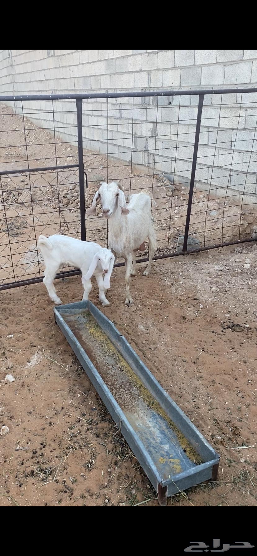 Goat with follower64507795818881111