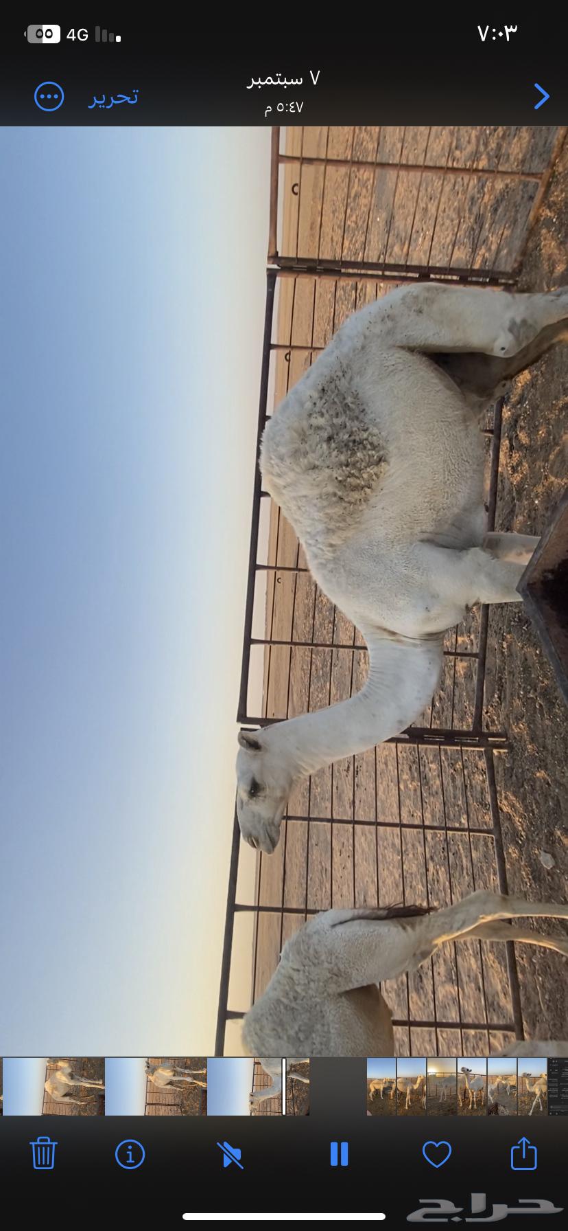 حشو للبيع64508452994178113