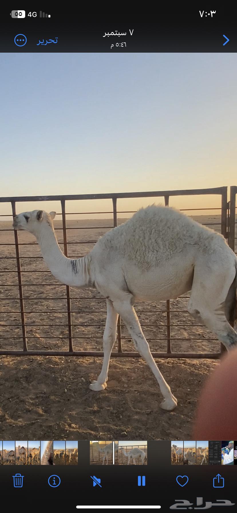 حشو للبيع64508452994178111