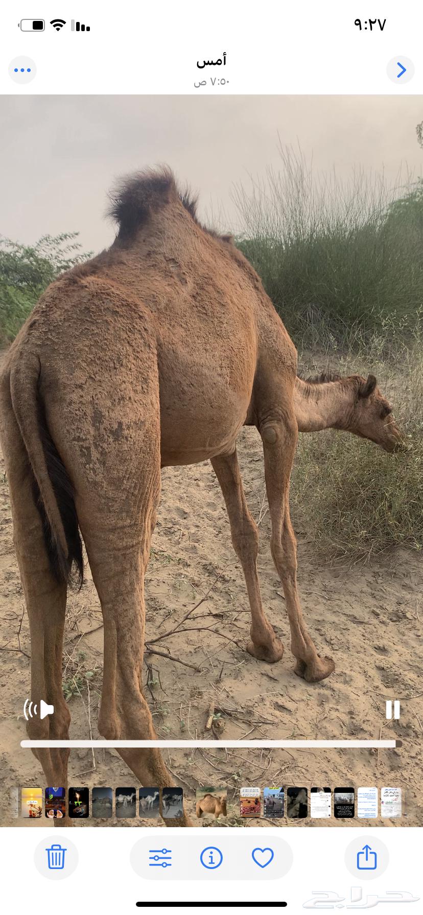 بكره ساحليه للبيع64509714908802110