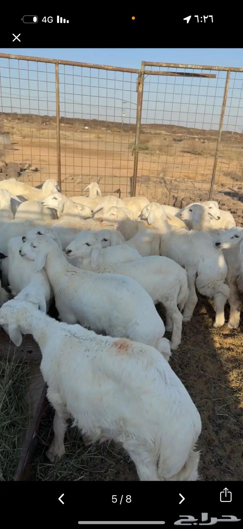 Lamb and goat meat, frozen sealed with fat64505710481410112