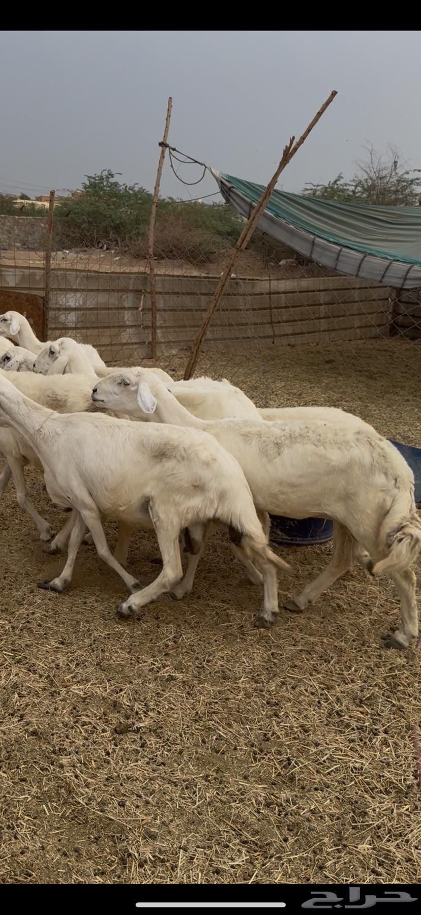 7 ضان حريات فواخر دفع شرط كفوو (( تم البيع ))64506062438401113