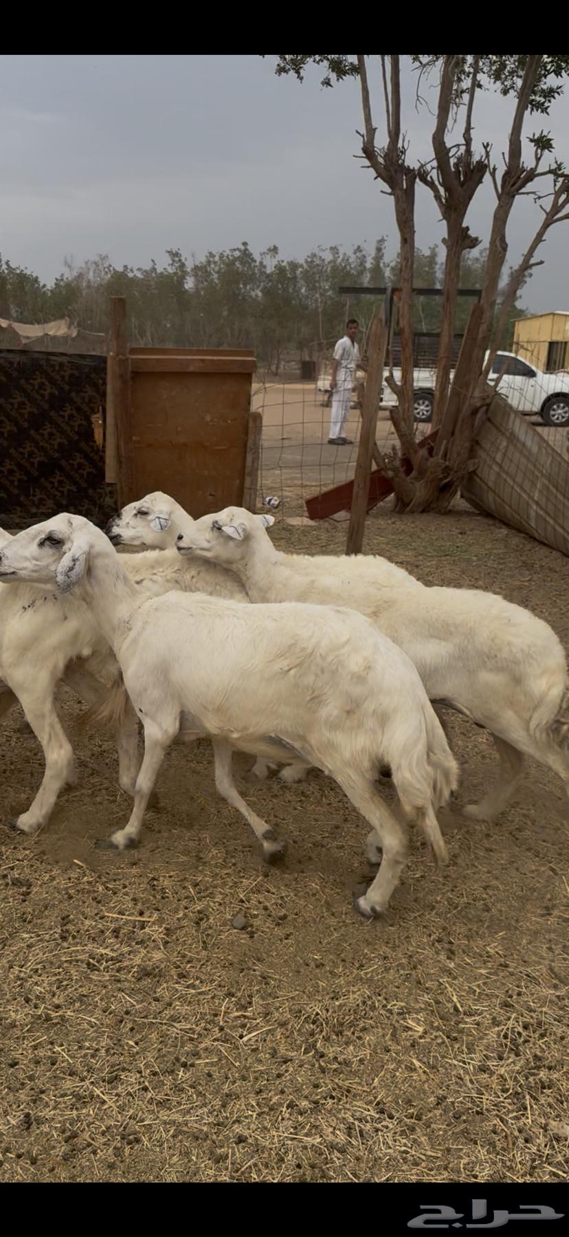 7 ضان حريات فواخر دفع شرط كفوو (( تم البيع ))64506062438401110