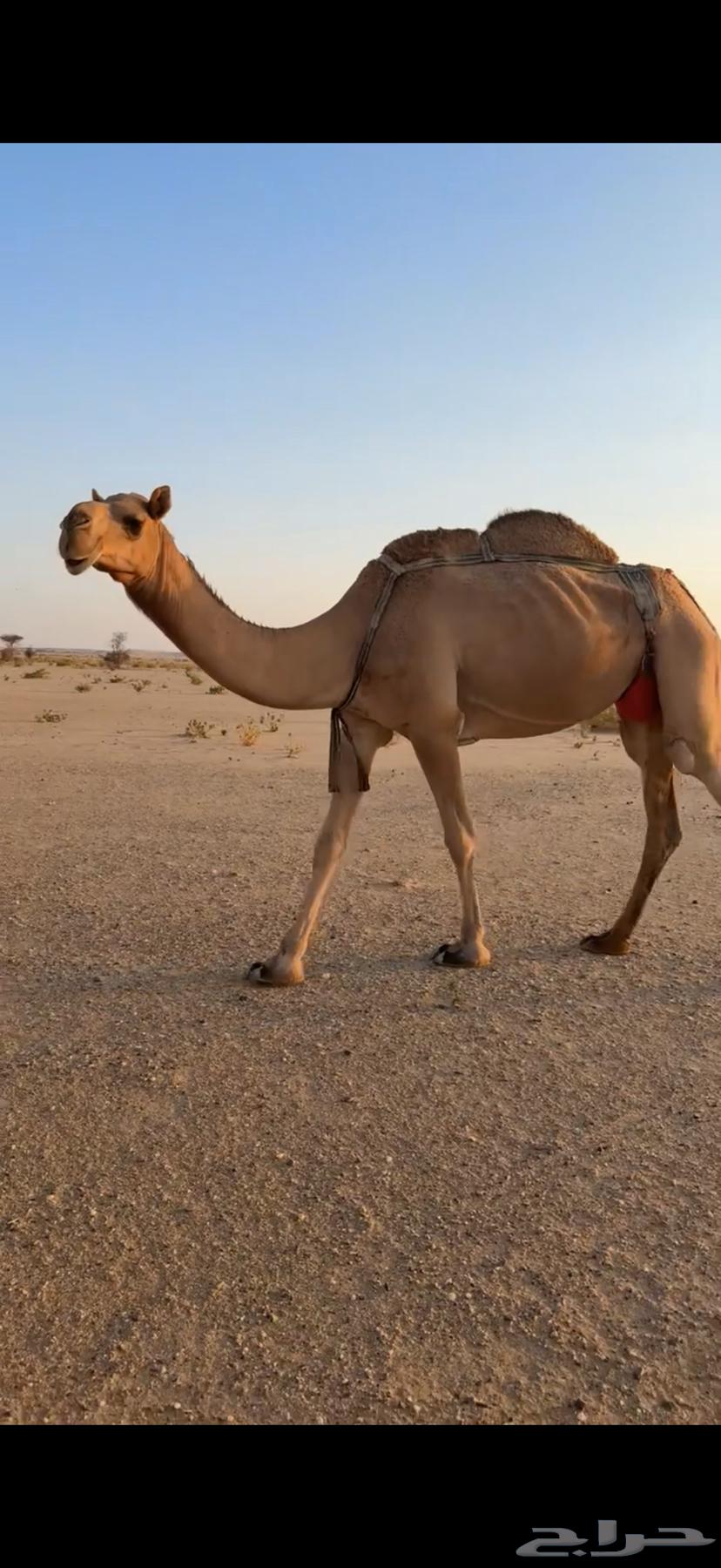 عشرا حمرا للبيع بدون حاشيها64503363467394112