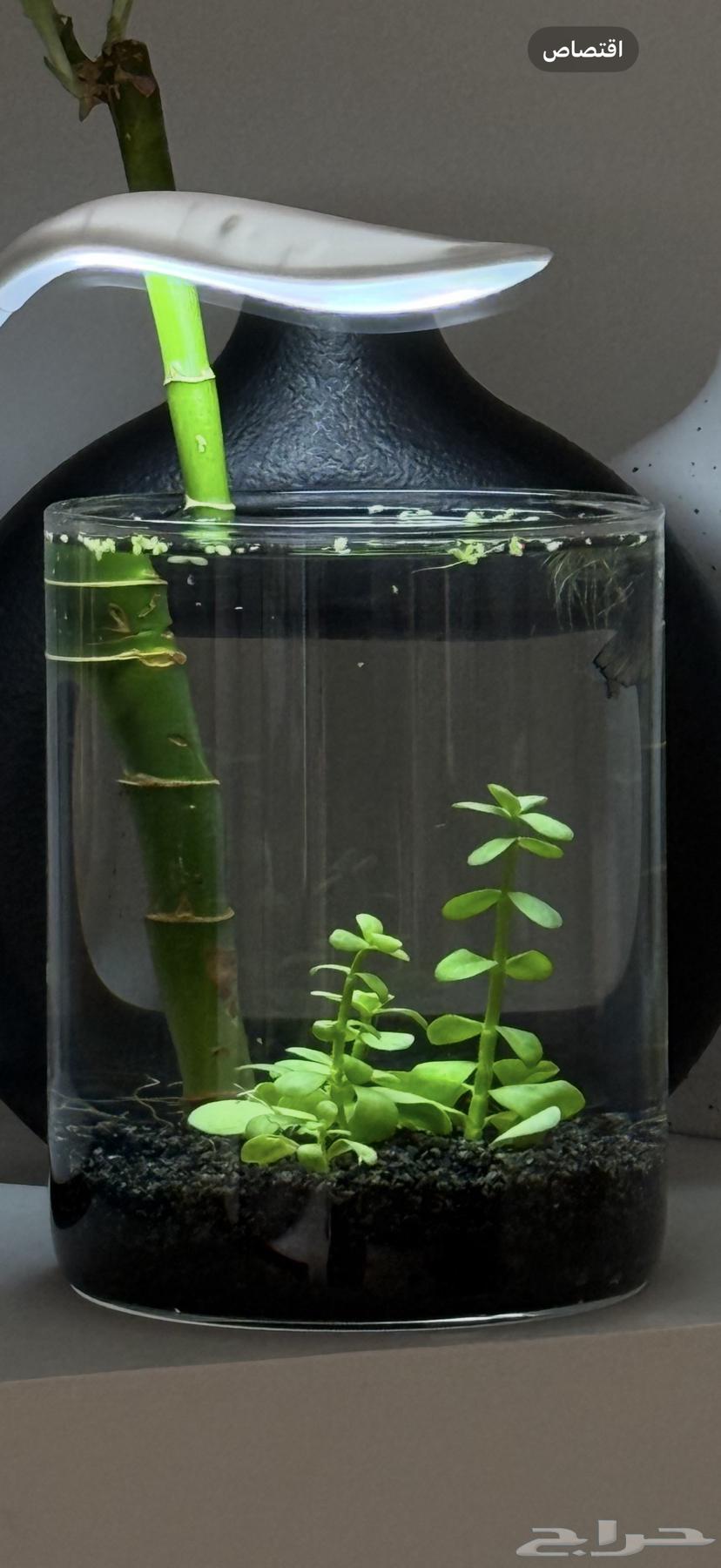 نبات مائي باكوبا64504777741955111