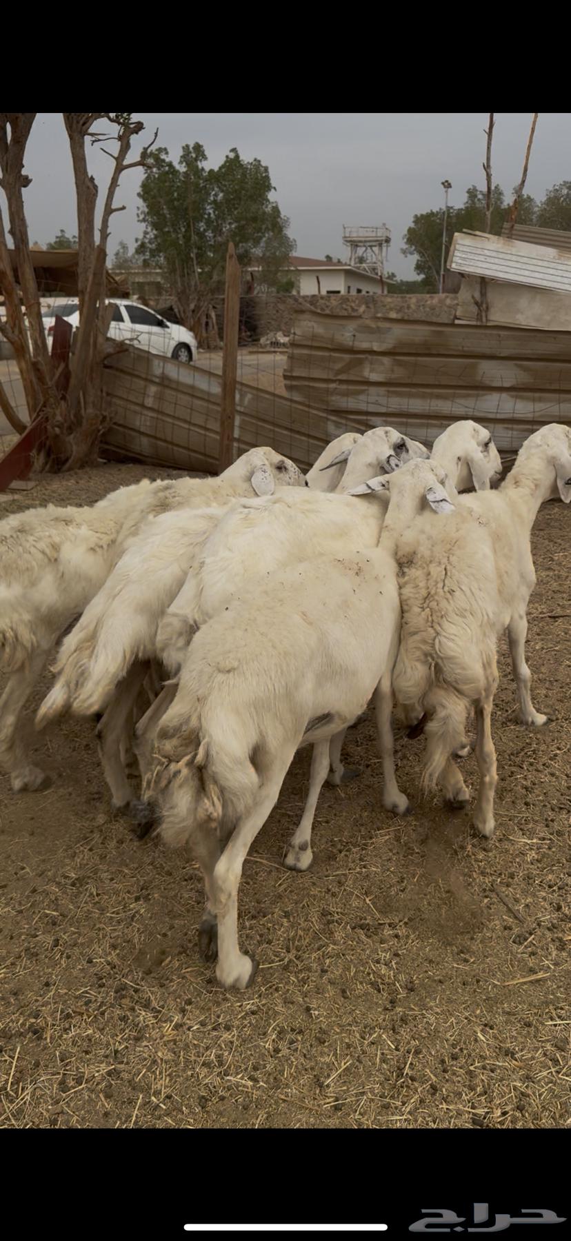 7 ضان حريات فواخر دفع شرط كفوو (( تم البيع ))64506062438401111