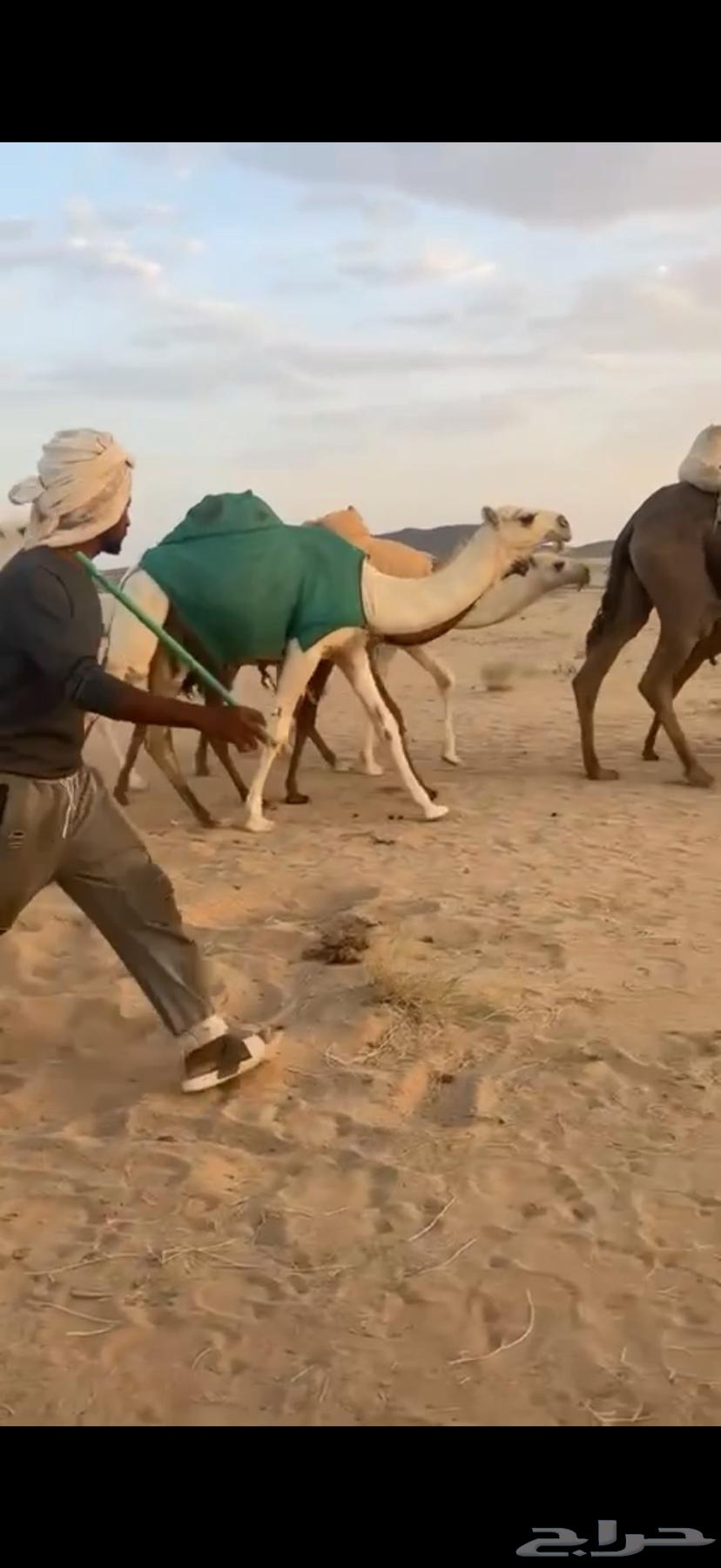 ناقه ضروبه عشرا منتج معزوله بنتها منها توها شاق64507220986499113