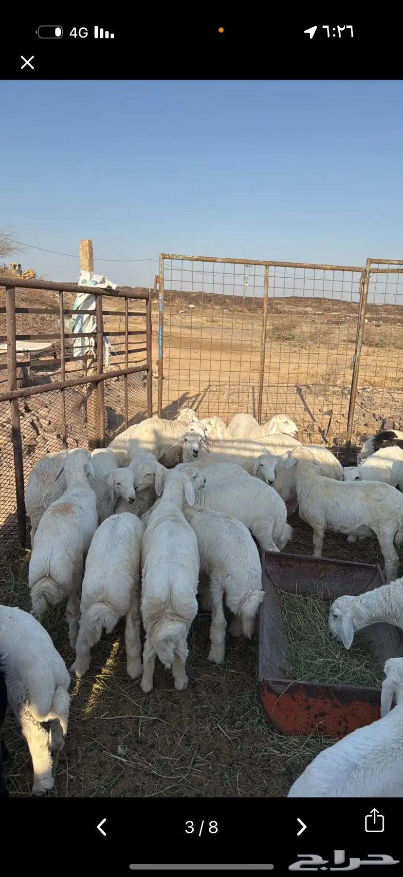 Lamb and goat meat, frozen sealed with fat64505710481410114