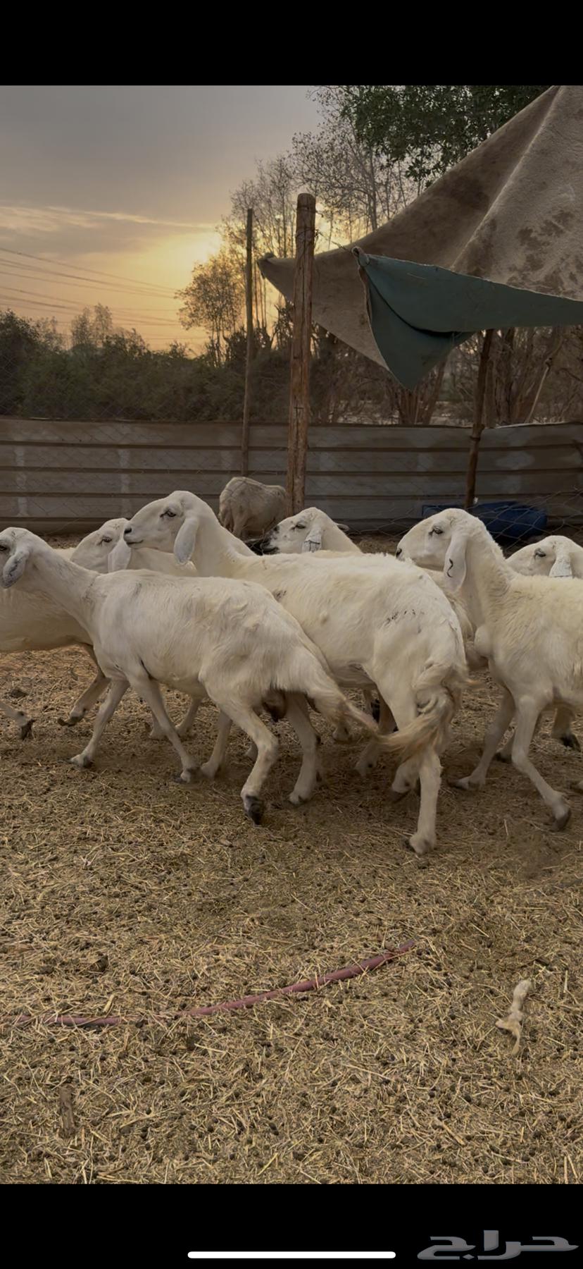 7 ضان حريات فواخر دفع شرط كفوو (( تم البيع ))64506062438401114