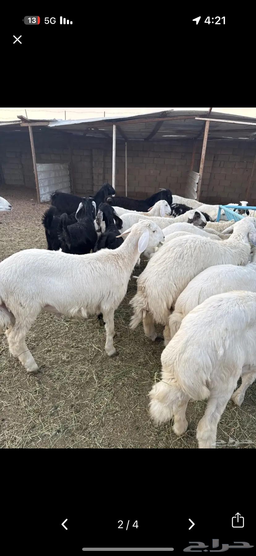 Lamb and goat meat, frozen sealed with fat64505710481410110