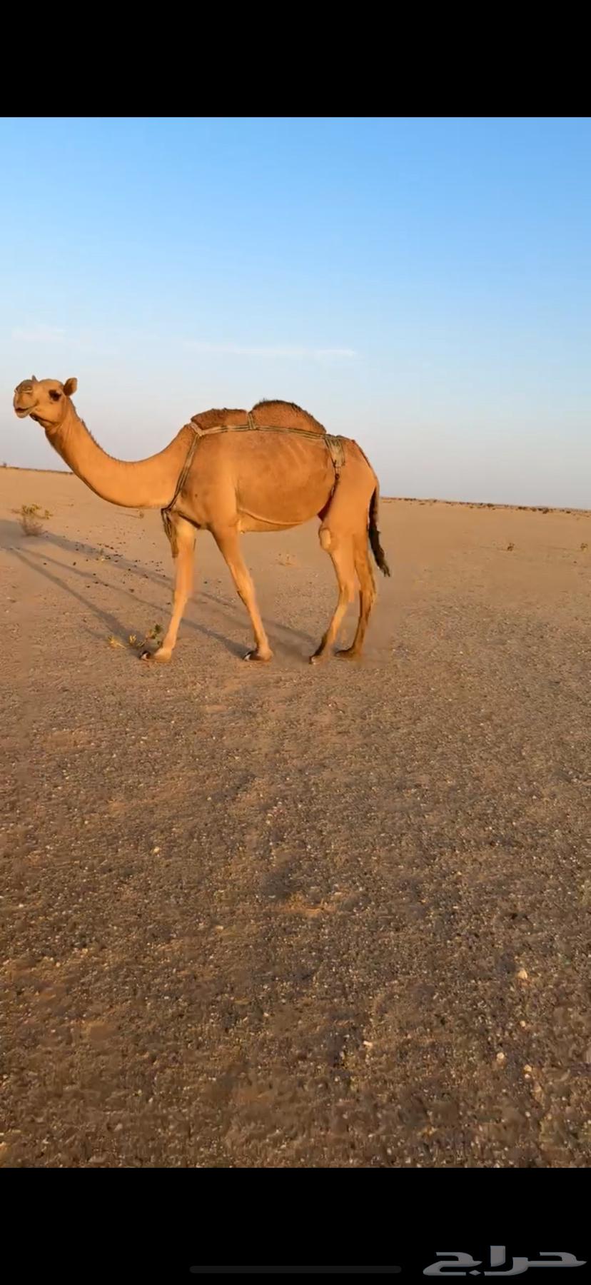 عشرا حمرا للبيع بدون حاشيها64503363467394110