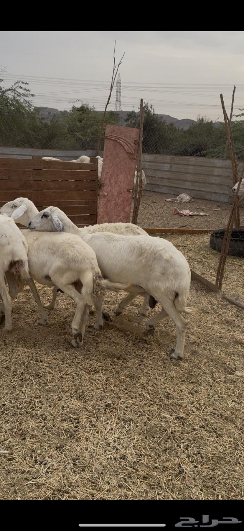 7 ضان حريات فواخر دفع شرط كفوو (( تم البيع ))64506062438401112